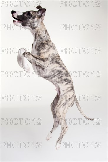 Whippet