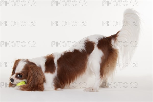 Kavalier King Charles Spaniel