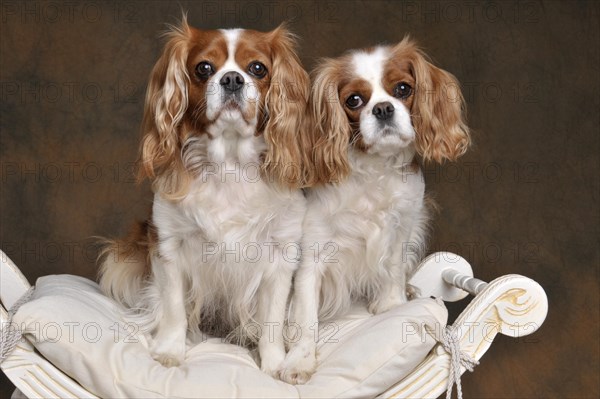 Kavalier King Charles Spaniel