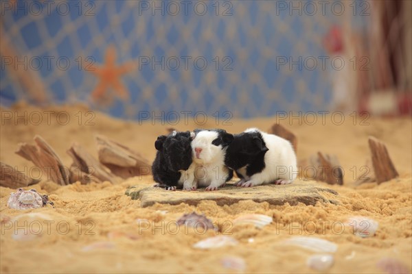 Sheltie guinea pig