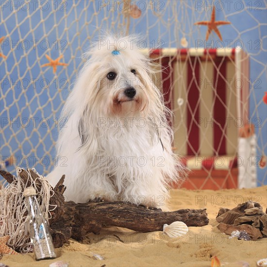 Coton de Tulear