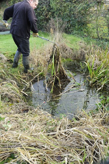 Gardener clearing overgrown vegetation from small wildlife pond in garden