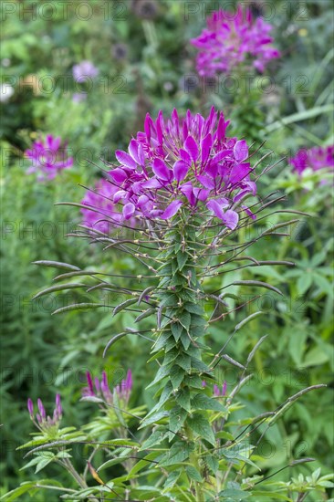 Spiny Spiderflower