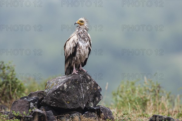 Egyptian Vulture