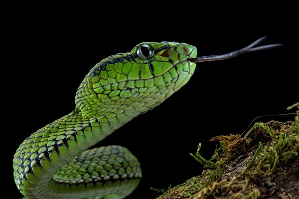 Sumatran Pit Viper