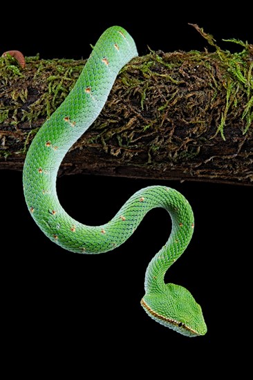 North Philippine Temple Pit Viper