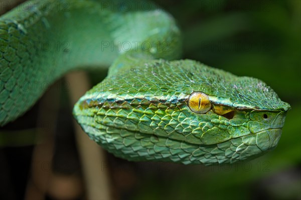 North Philippine Temple Pit Viper