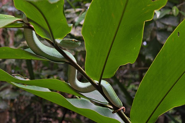 North Philippine Temple Pit Viper