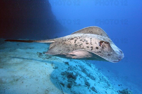 Black-spotted stingray