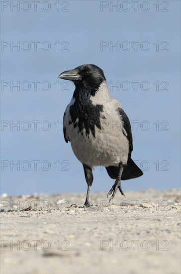 Hooded Crow