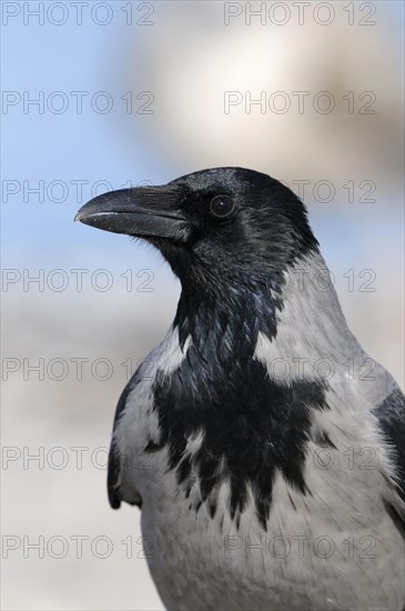 Hooded Crow