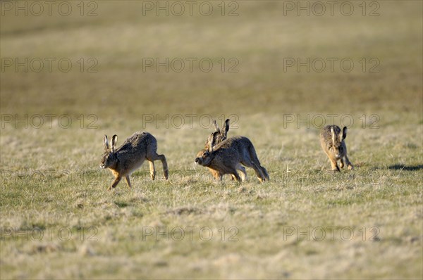 European brown hare