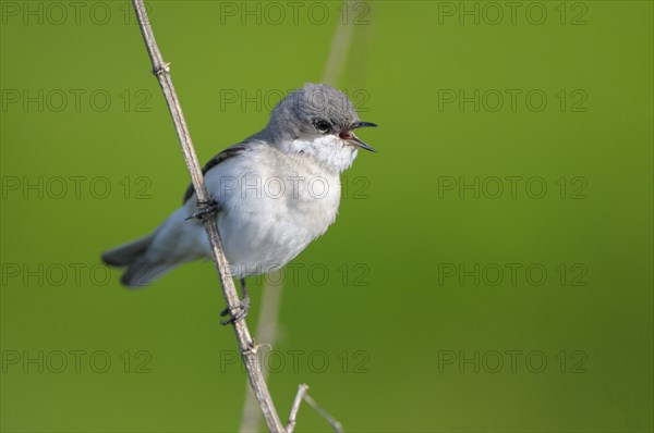 Clapper warbler