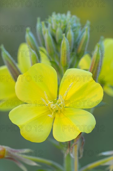 Common evening primrose