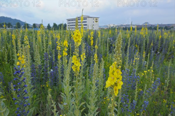 Large-flowered Dense-flowered mullein