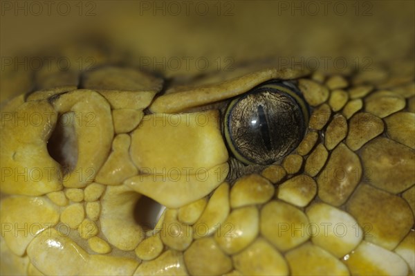 Mexican west coast rattlesnake