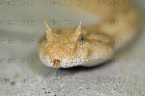 Saharan horned viper