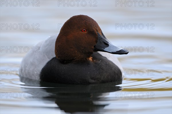 Pochard