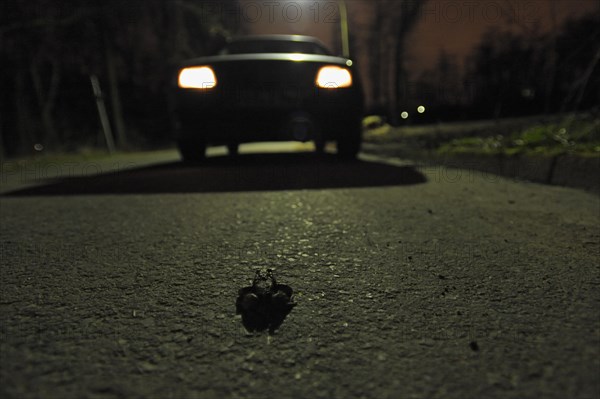 Common toad