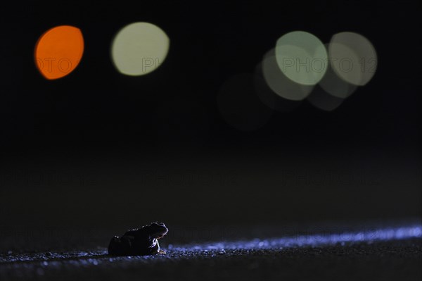 Common toad