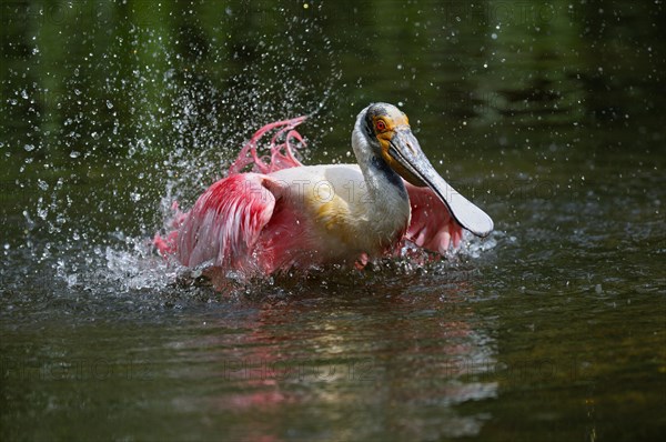 Roseate spoonbill