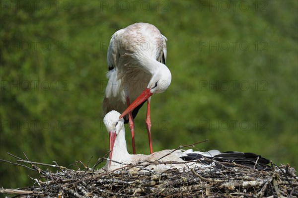 White stork