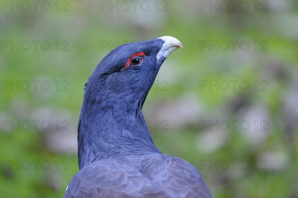 Capercaillie