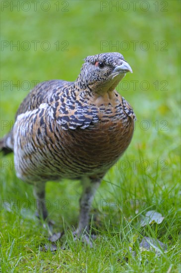 Western capercaillie