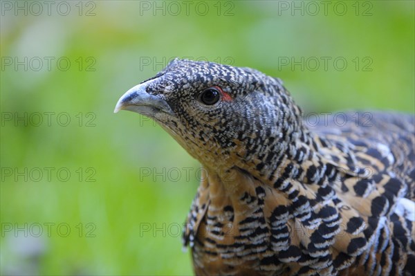 Capercaillie