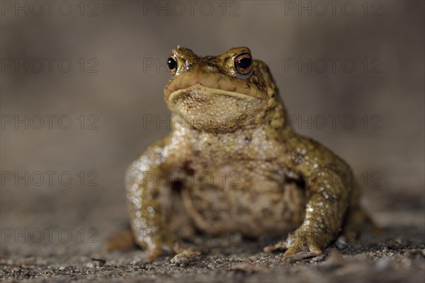 Common toad