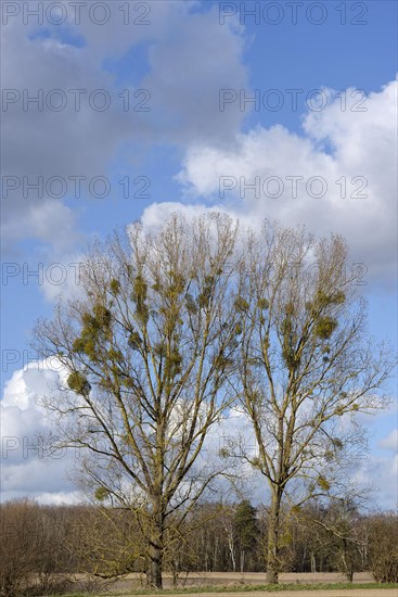 White berried mistletoe