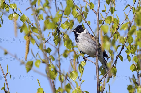 Reed bunting