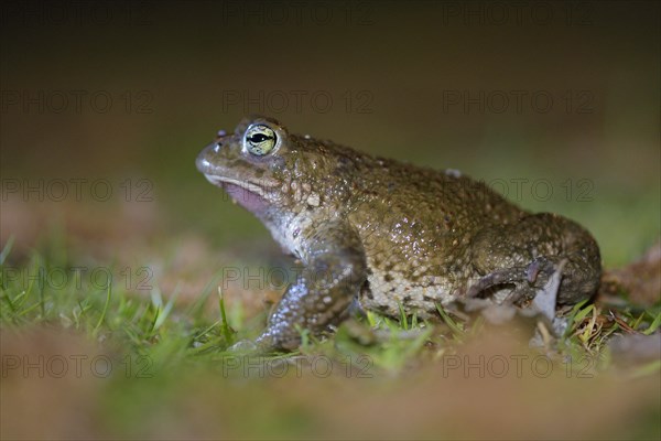 Natterjack toad