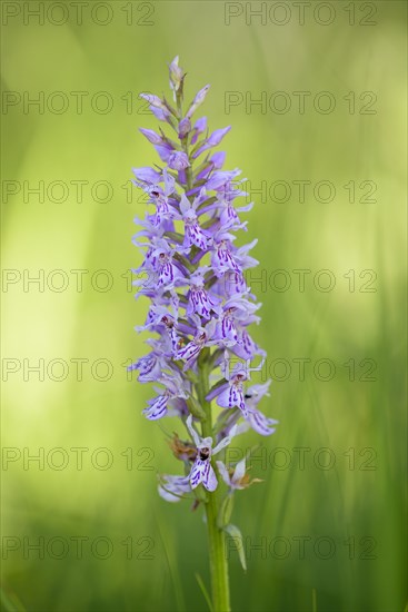 Fox orchid