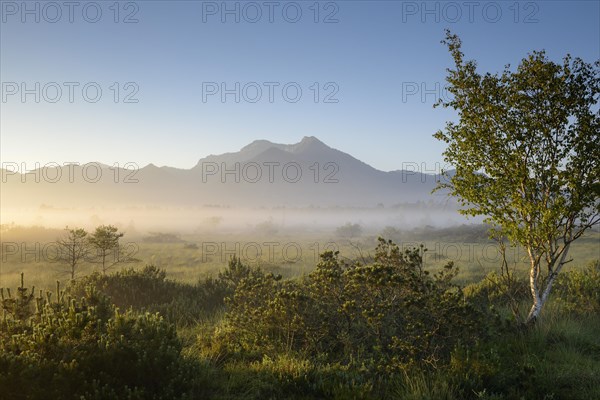 Morning atmosphere in the moor