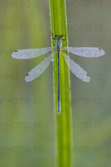 Common rush damselfly