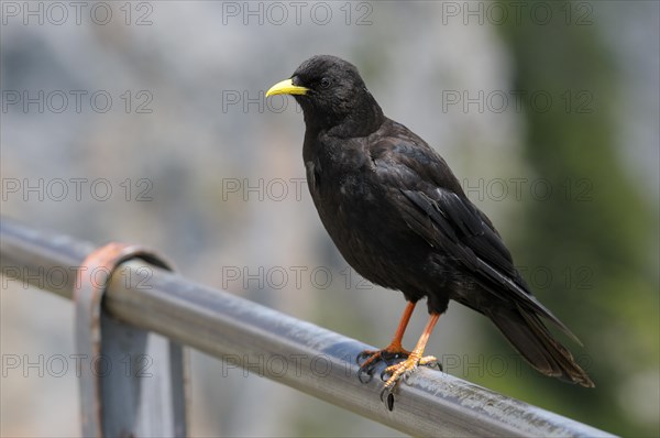 Alpine chough