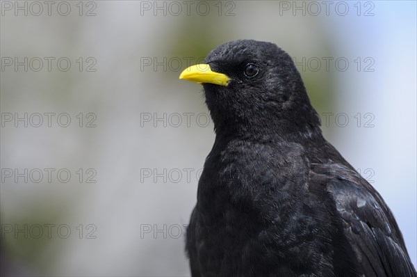 Alpine chough