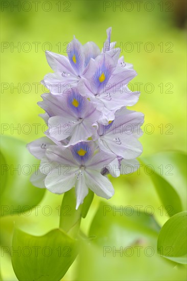 Thick stemmed Common water hyacinth