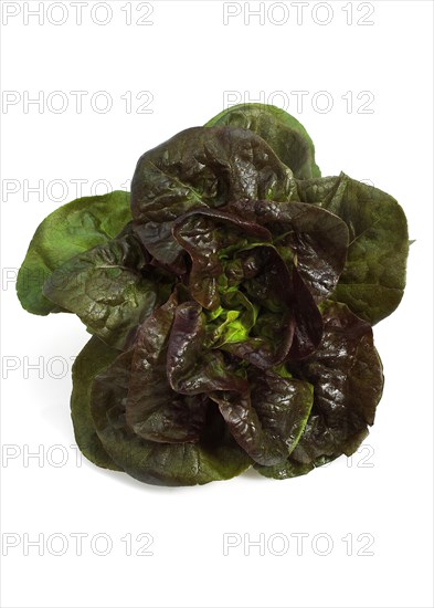 French lettuce called Rougette