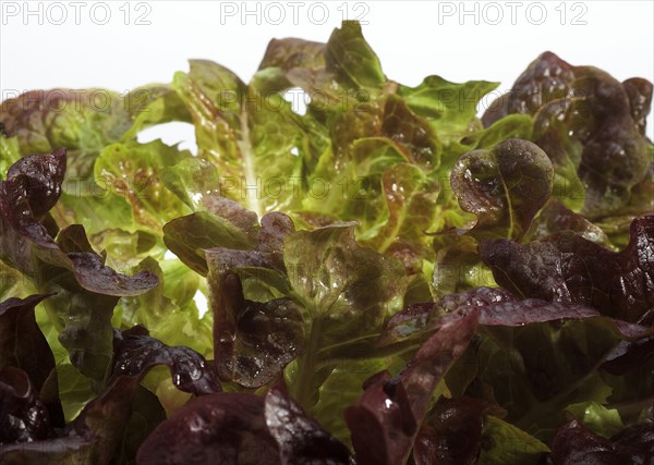 French lettuce called corne de cerf