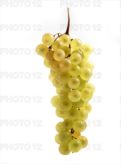 CHASSELAS WHITE GRAPE