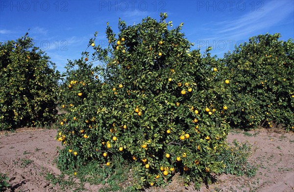 Citrus sinensis