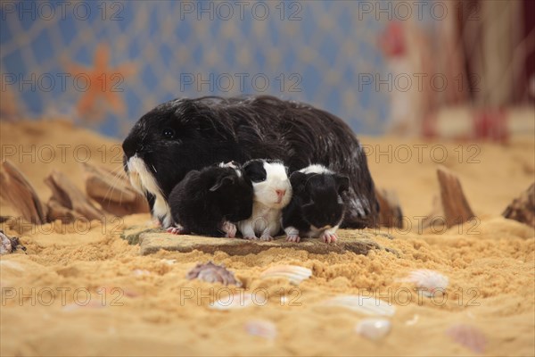 Sheltie guinea pig