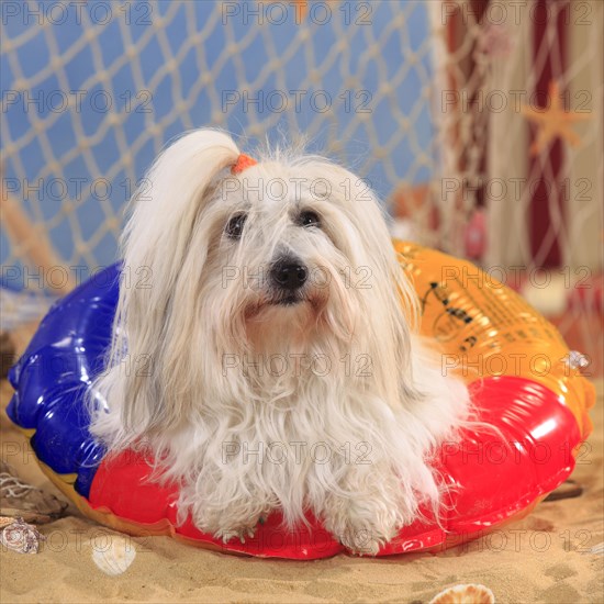 Coton de Tulear