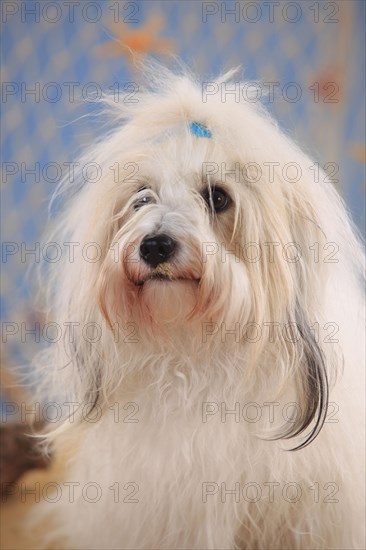 Coton de Tulear