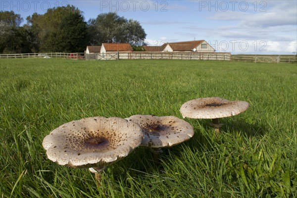 Giant parasol