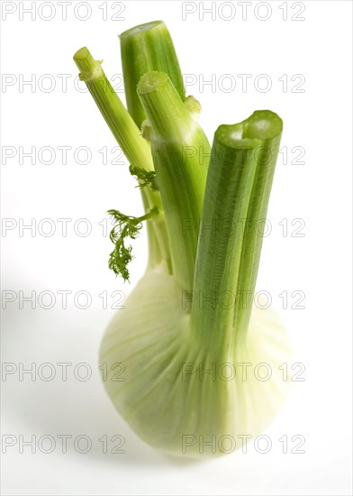 FRESH FENNEL