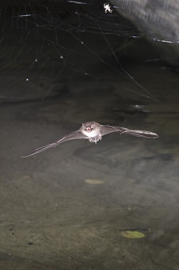 Water bat