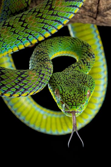 Palawan Pit Viper